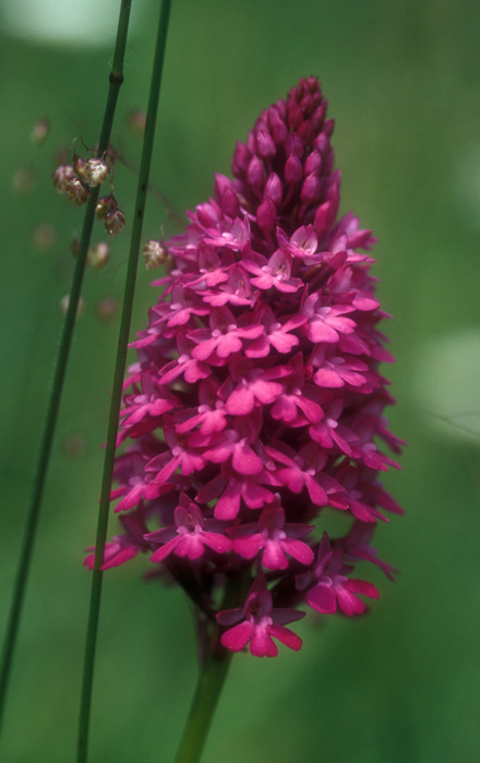 Orchis pyramidal (Anacamptis pyramidalis)