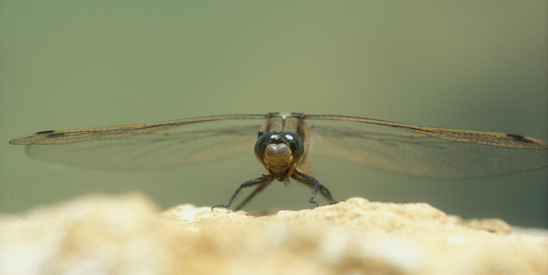 Orthétrum cancellé (Orthetrum cancellatum) Orthétrum cancellé (Orthetrum cancellatum)