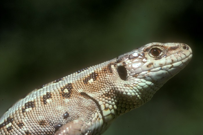 Lézard des souches (Lacerta agilis) Lézard des souches (Lacerta agilis)