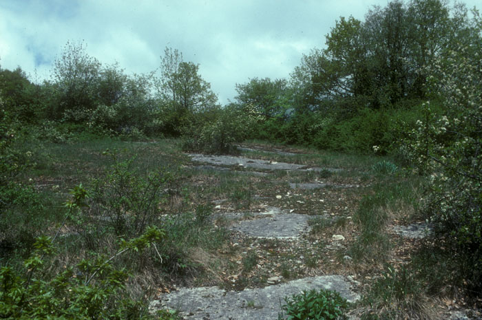 Garide des Joûmes (Neuchâtel): biotope spécifique à l'espèce Garide des Joûmes (Neuchâtel): biotope spécifique à l'espèce